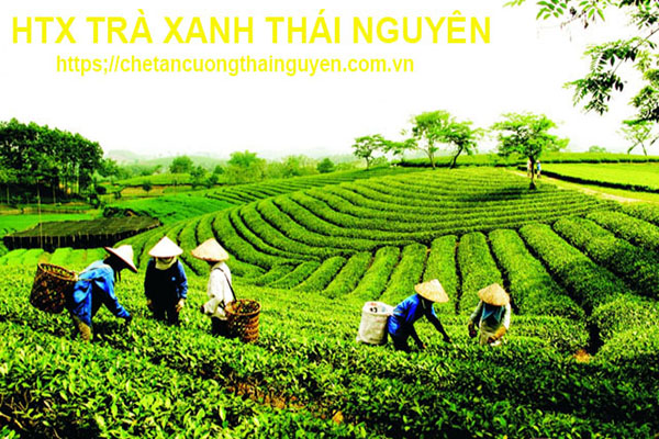 tr_tn_cng_thi_nguyn_2