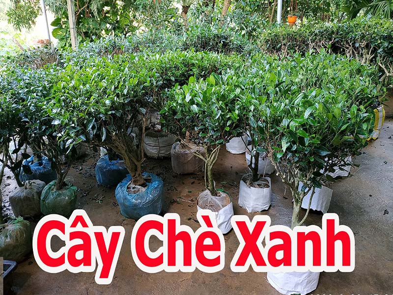 ban-cay-che-canh-cay-che-xanh-thai-nguyen_1