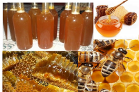 Đặc sản Mật ong rừng Thái Nguyên