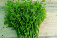 Rau bò khai đặc sản Thái Nguyên