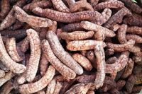 Chuối hột rừng đặc sản Thái Nguyên