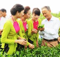 Sản xuất chè Thái Nguyên an toàn và những mong muốn của người dân