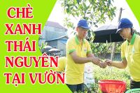 Liên hệ mua trà Thái Nguyên như thế nào?