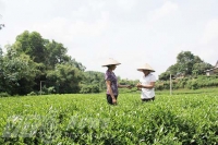 Sắp diễn ra Liên hoan trà Quốc tế ở Thái Nguyên