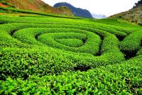 Rất nhiều khách hàng muốn ghé thăm đồi chè Thái Nguyên