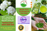 Cách làm trà lài và dùng trà lài Thái Nguyên ngon nhất