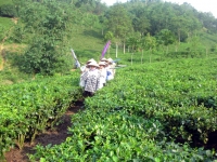 Cây chè Thái Nguyên - nét văn hóa lâu đời của người Việt