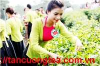 Quảng bá 'Chè Thái Nguyên' tại Mỹ, Trung Quốc và Đài Loan