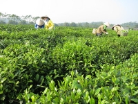 Tích cực trồng và chăm sóc cây chè Thái Nguyên ở Đại Từ