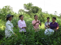 Chìm nổi vận trà Mạn Hảo - Trà Tân Cương Thái Nguyên