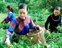 Cuộc thi Người Đẹp Xứ Trà 2015 hứa hẹn những điều hấp dẫn nhất