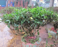 Chè Tân Cương Thái Nguyên trồng mới như thế nào?