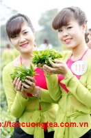 Nguồn gốc và lịch sử cây chè Thái Nguyên