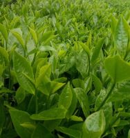 Trà Thái Nguyên ngon tuyệt vời ở Tân Cương