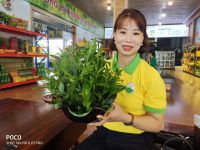 6 cách thưởng thức Trà nõn tôm  để trải nghiệm văn hóa đa dạng