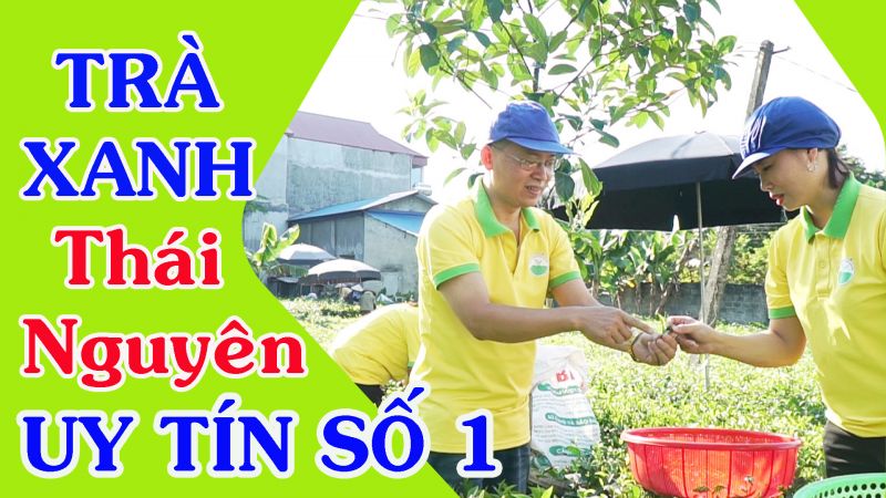 Top 10 lý do Trà Thái Nguyên loại 1 chinh phục người tiêu dùng khó tính