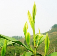 Đặc điểm hình thái của cây chè Thái Nguyên