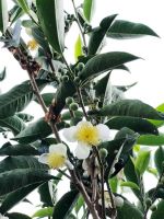 10 Lợi ích sức khỏe tuyệt vời từ nụ hoa trà xanh bạn nên biết