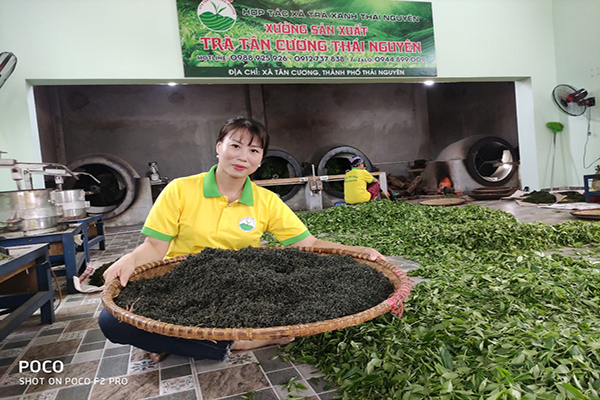 Trà (Chè) Xanh Tân Cương Thái Nguyên ngon chính gốc Trà (Chè) Xanh Tân Cương Thái Nguyên ngon chính gốc