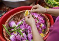 Trà Sen Hồ Tây là gì? Hé lộ bí mật về loại trà được săn lùng nhất Việt Nam