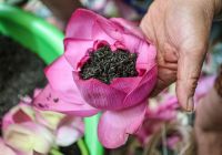 Trà sen bách diệp là gì? Bật mí 7 bí mật làm nên tuyệt phẩm "thiên cổ đệ nhất trà"