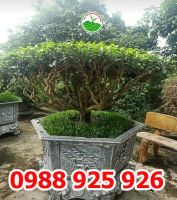 Mua cây Chè Xanh, cây Chè Cảnh, cây Chè Cổ Thái Nguyên giá rẻ