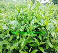 HTX TRÀ XANH THÁI NGUYÊN sản xuất và thu hái chè Tân Cương chính gốc