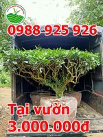 Cách  mua, chăm sóc cây chè cảnh, kỹ thuật trồng cây chè