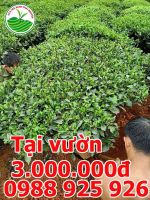 Giá sỉ cây chè xanh cổ thụ, cây chè cảnh, cây chè cổ đẹp