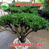 Chuyên bán cây chè cổ thụ, cây chè xanh, cây chè cảnh đẹp